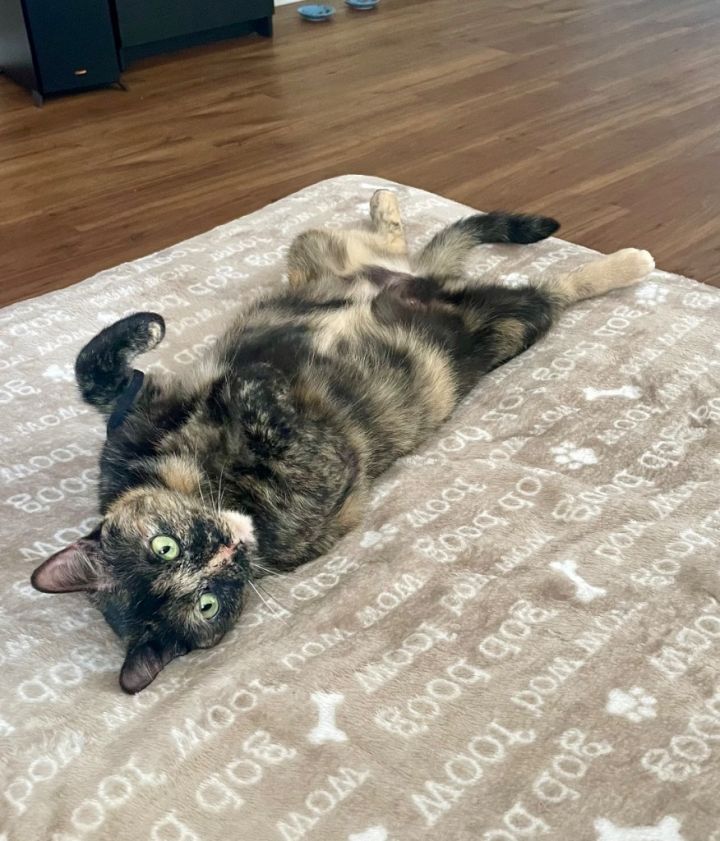 Mabel 1