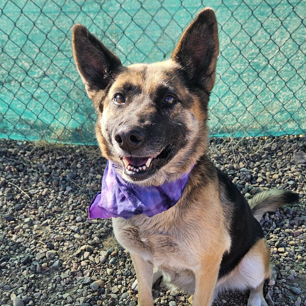 Loona, an adoptable German Shepherd Dog, Mixed Breed in Show Low, AZ, 85901 | Photo Image 1