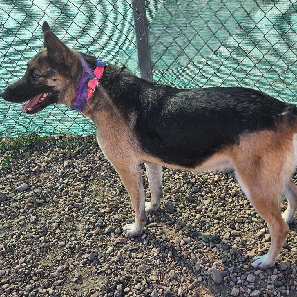 Loona, an adoptable German Shepherd Dog, Mixed Breed in Show Low, AZ, 85901 | Photo Image 2