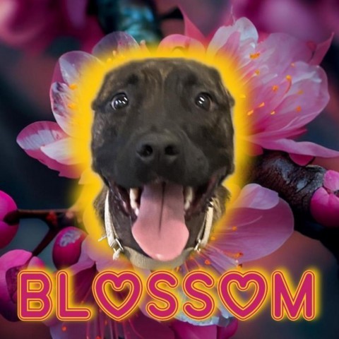 Blossom 2