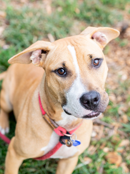 Harriet - IN FOSTER 1