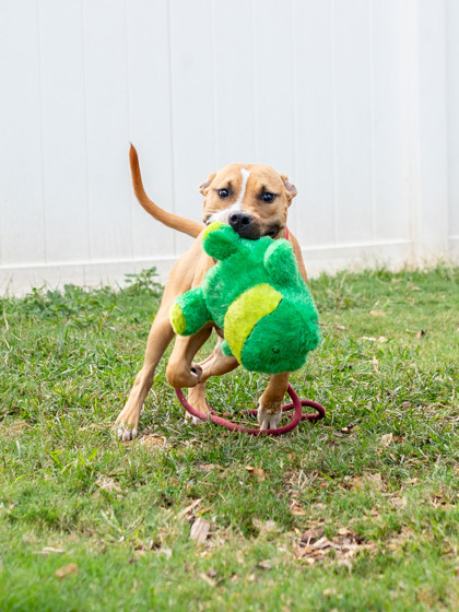 Harriet - IN FOSTER 3