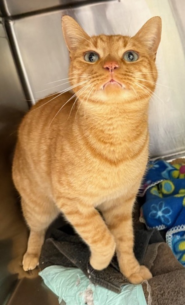 Otho, an adoptable Domestic Short Hair in Great Falls, MT, 59405 | Photo Image 1