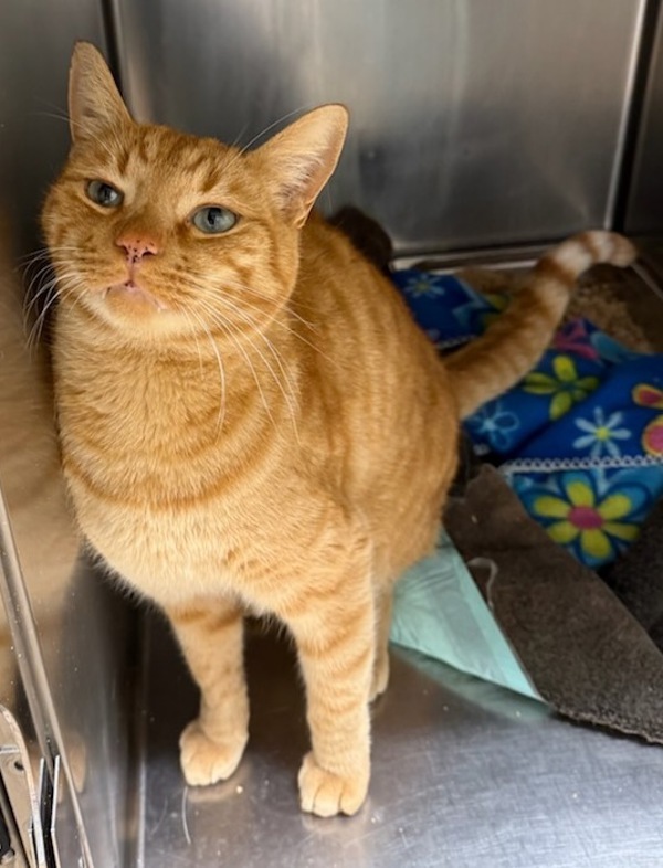 Otho, an adoptable Domestic Short Hair in Great Falls, MT, 59405 | Photo Image 2