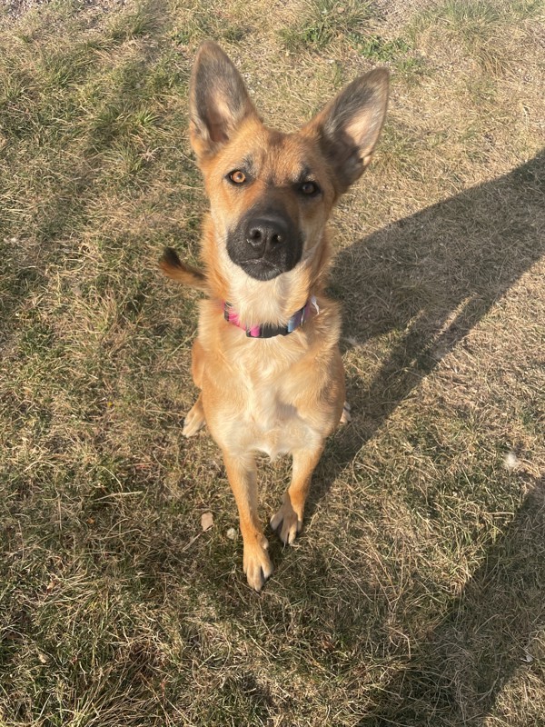 Fawna, an adoptable Mixed Breed in Great Falls, MT, 59405 | Photo Image 1