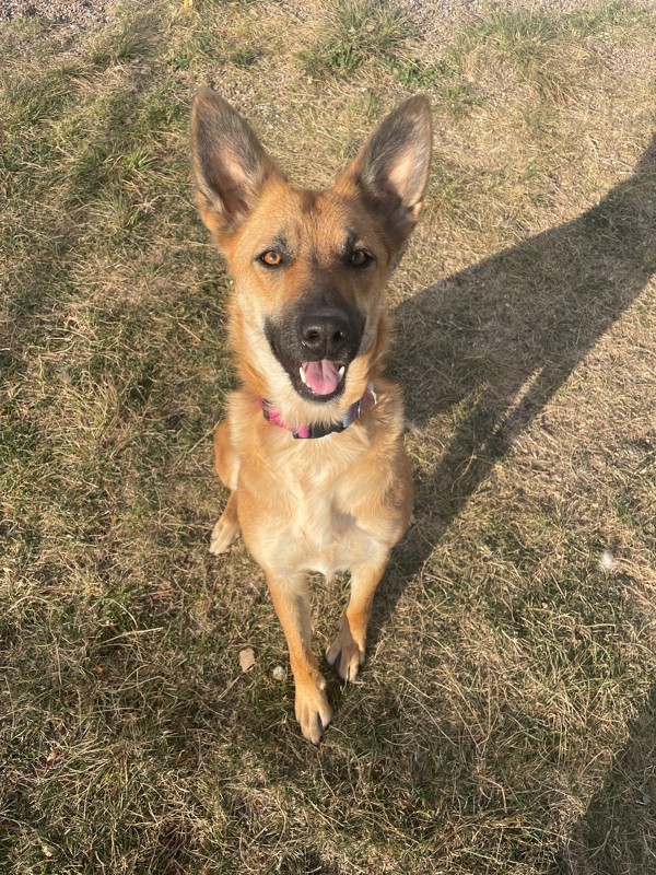 Fawna, an adoptable Mixed Breed in Great Falls, MT, 59405 | Photo Image 2