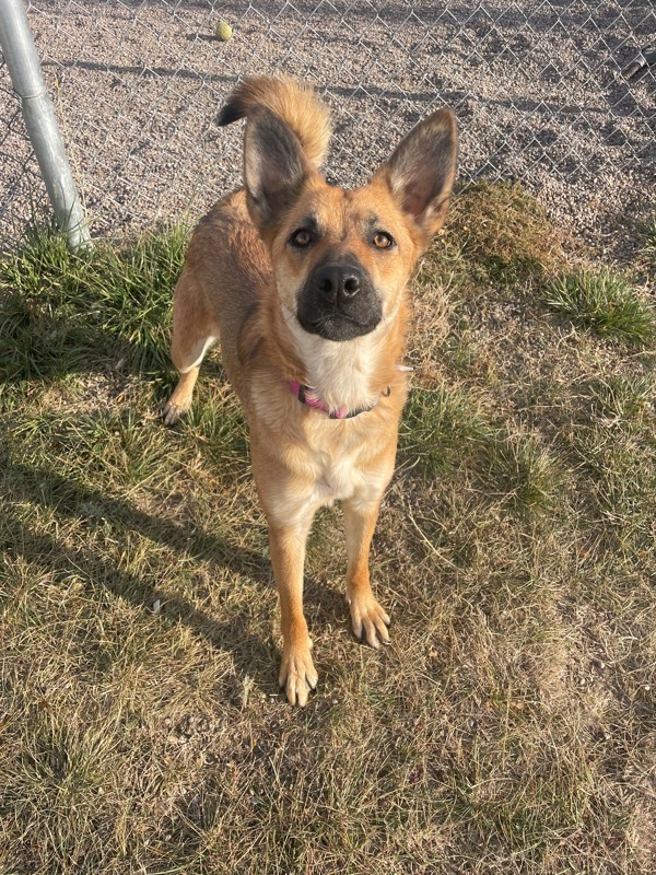 Fawna, an adoptable Mixed Breed in Great Falls, MT, 59405 | Photo Image 3