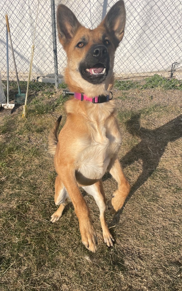 Fawna, an adoptable Mixed Breed in Great Falls, MT, 59405 | Photo Image 4