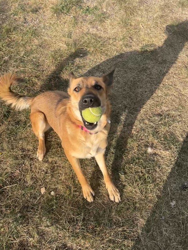 Fawna, an adoptable Mixed Breed in Great Falls, MT, 59405 | Photo Image 5