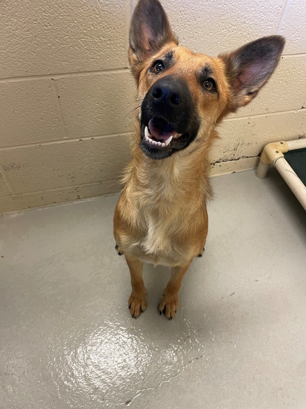 Fawna, an adoptable Mixed Breed in Great Falls, MT, 59405 | Photo Image 6