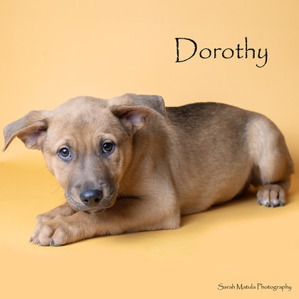 Dorothy, an adoptable Pit Bull Terrier, Mixed Breed in Ruidoso, NM, 88345 | Photo Image 1