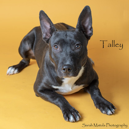 Talley, an adoptable Shepherd, Australian Cattle Dog / Blue Heeler in Ruidoso, NM, 88345 | Photo Image 1