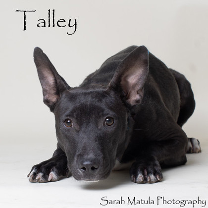 Talley, an adoptable Shepherd, Australian Cattle Dog / Blue Heeler in Ruidoso, NM, 88345 | Photo Image 2