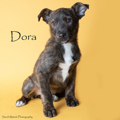 Dora, an adoptable Pit Bull Terrier, Mixed Breed in Ruidoso, NM, 88345 | Photo Image 1