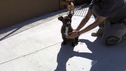 Dora, an adoptable Pit Bull Terrier, Mixed Breed in Ruidoso, NM, 88345 | Photo Image 2