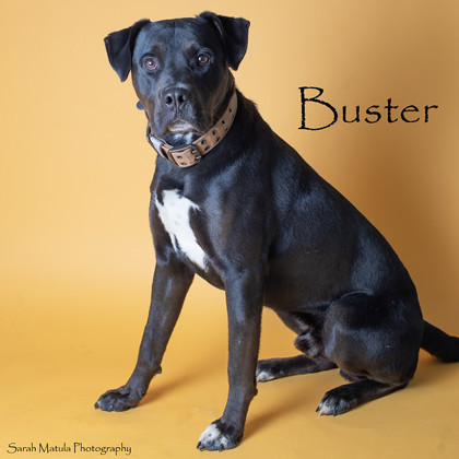 Buster, an adoptable Mastiff, Rottweiler in Ruidoso, NM, 88345 | Photo Image 1