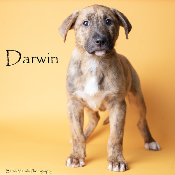 Darwin, an adoptable Pit Bull Terrier, Mixed Breed in Ruidoso, NM, 88345 | Photo Image 1