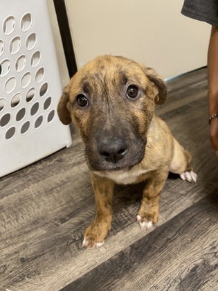 Darwin, an adoptable Pit Bull Terrier, Mixed Breed in Ruidoso, NM, 88345 | Photo Image 2