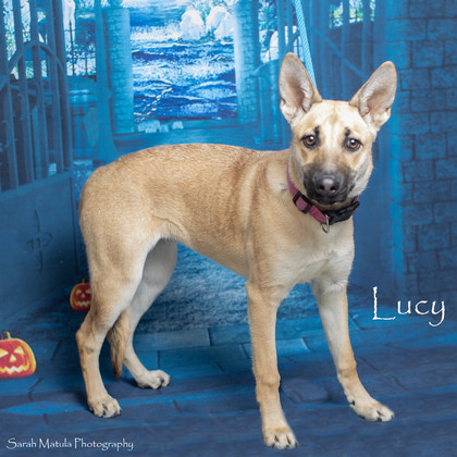 Lucy, an adoptable Shepherd, Mixed Breed in Ruidoso, NM, 88345 | Photo Image 1