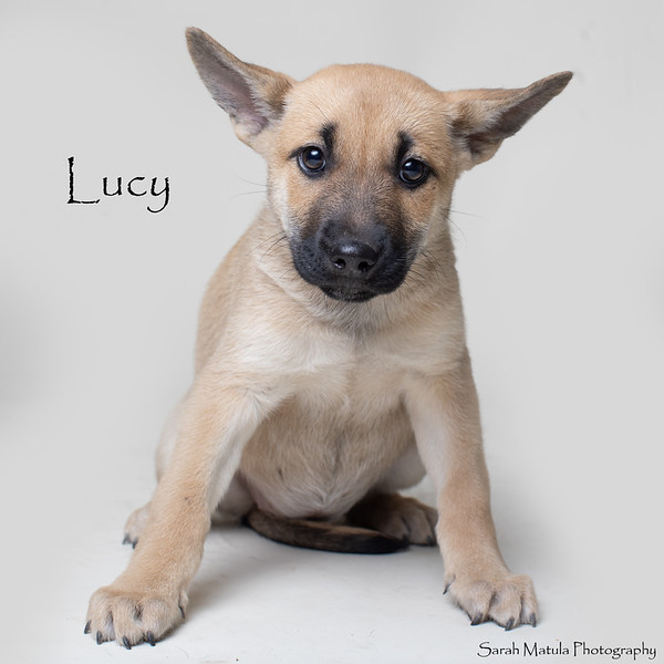 Lucy, an adoptable Shepherd, Mixed Breed in Ruidoso, NM, 88345 | Photo Image 2