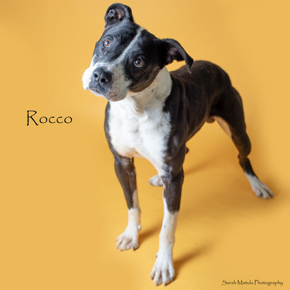 Rocco, an adoptable Pit Bull Terrier, Mixed Breed in Ruidoso, NM, 88345 | Photo Image 1