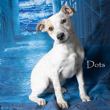 Dots, an adoptable Australian Cattle Dog / Blue Heeler, Mixed Breed in Ruidoso, NM, 88345 | Photo Image 1