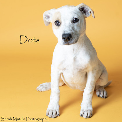 Dots, an adoptable Australian Cattle Dog / Blue Heeler, Mixed Breed in Ruidoso, NM, 88345 | Photo Image 2