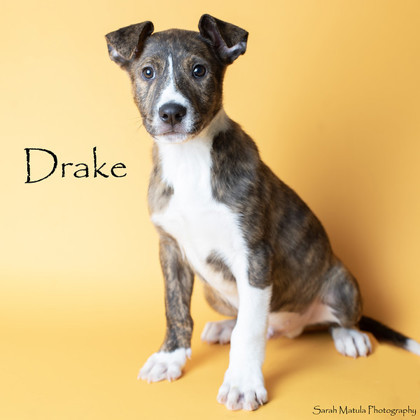 Drake, an adoptable Pit Bull Terrier, Mixed Breed in Ruidoso, NM, 88345 | Photo Image 1