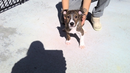 Drake, an adoptable Pit Bull Terrier, Mixed Breed in Ruidoso, NM, 88345 | Photo Image 2