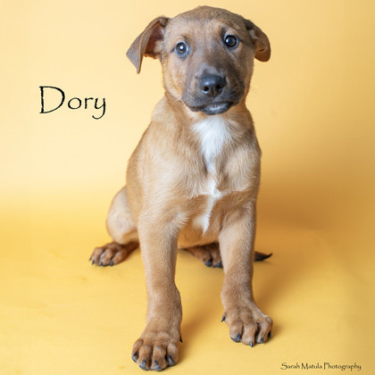 Dory, an adoptable Pit Bull Terrier, Mixed Breed in Ruidoso, NM, 88345 | Photo Image 1