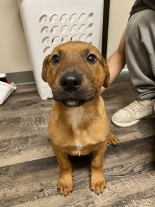 Dory, an adoptable Pit Bull Terrier, Mixed Breed in Ruidoso, NM, 88345 | Photo Image 2