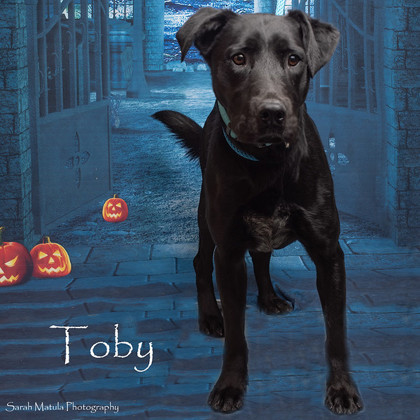 Toby, an adoptable Labrador Retriever, Mixed Breed in Ruidoso, NM, 88345 | Photo Image 1