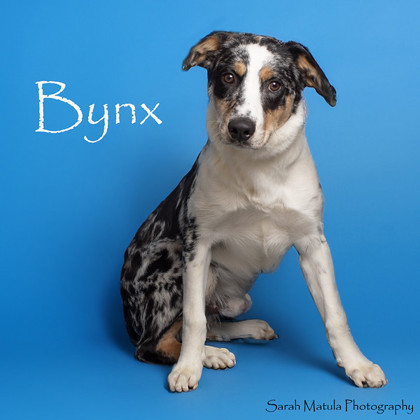 Bynx, an adoptable Collie, Mixed Breed in Ruidoso, NM, 88345 | Photo Image 1