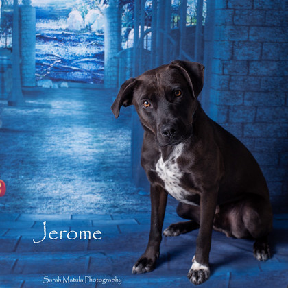 Jerome, an adoptable Labrador Retriever, Mixed Breed in Ruidoso, NM, 88345 | Photo Image 1