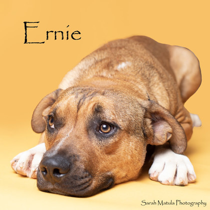 Ernie, an adoptable Mastiff, Mixed Breed in Ruidoso, NM, 88345 | Photo Image 1