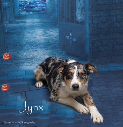 Jynx, an adoptable Collie, Mixed Breed in Ruidoso, NM, 88345 | Photo Image 1