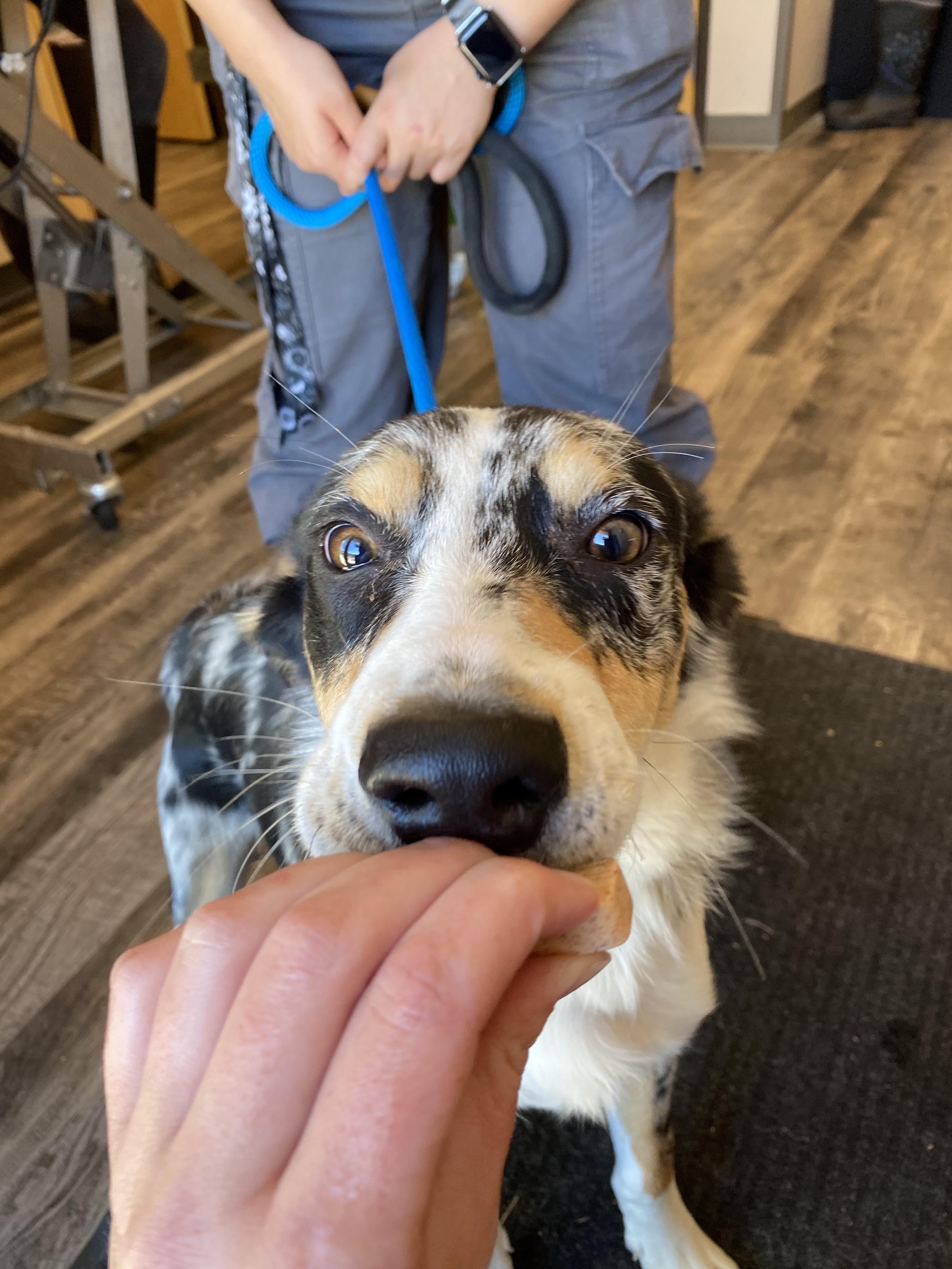 Jynx, an adoptable Collie, Mixed Breed in Ruidoso, NM, 88345 | Photo Image 2