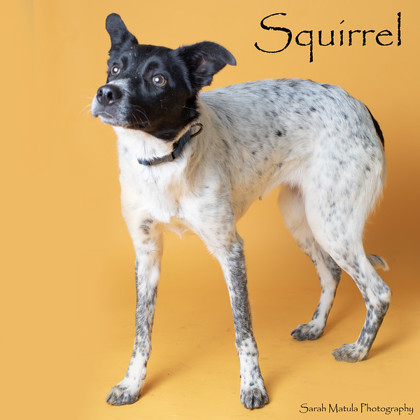 Squirrel, an adoptable Border Collie, Mixed Breed in Ruidoso, NM, 88345 | Photo Image 1