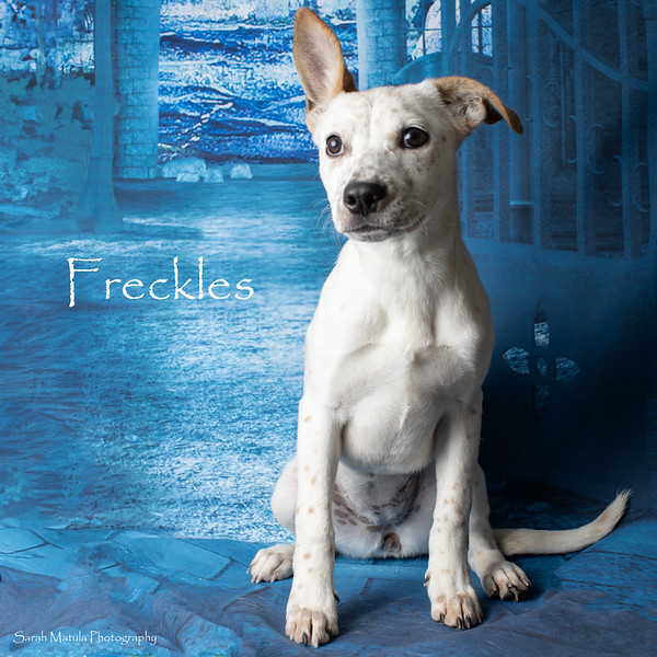 Freckles, an adoptable Australian Cattle Dog / Blue Heeler, Mixed Breed in Ruidoso, NM, 88345 | Photo Image 1