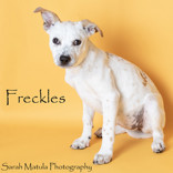 Freckles, an adoptable Australian Cattle Dog / Blue Heeler, Mixed Breed in Ruidoso, NM, 88345 | Photo Image 2