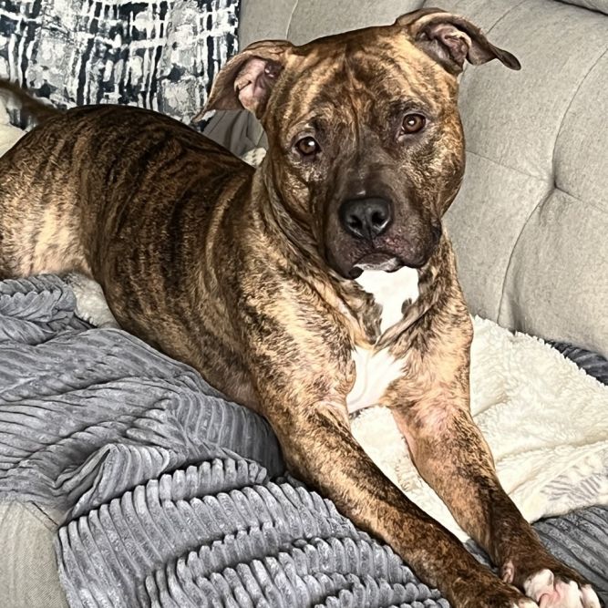Bruno