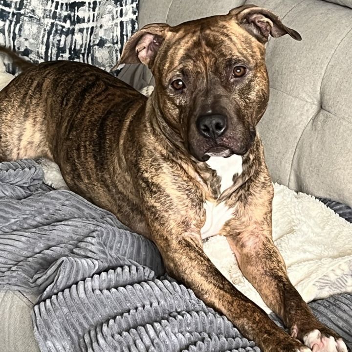 Bruno 1