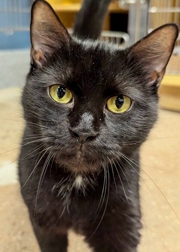 Charlene - Available in Foster 1