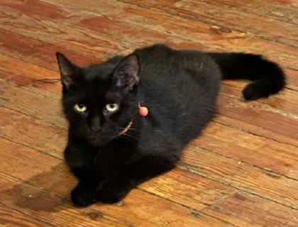 Charlene - Available in Foster 2
