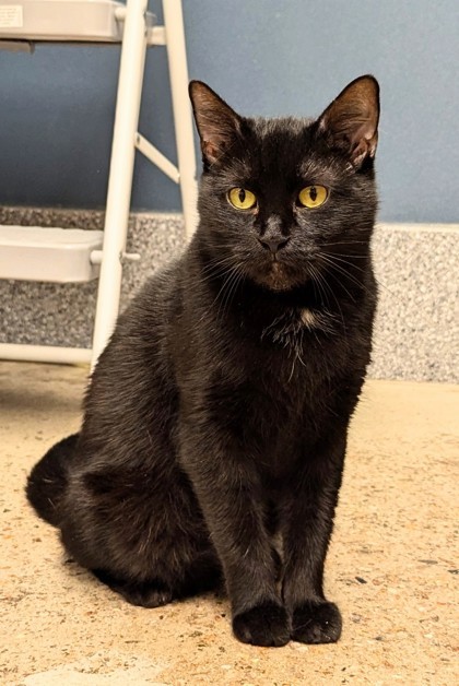 Charlene - Available in Foster 3
