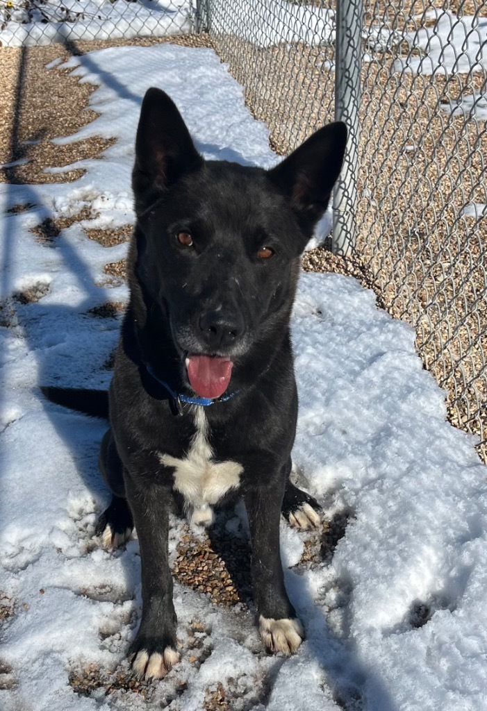 Axel, an adoptable Shepherd, Siberian Husky in Gillette, WY, 82716 | Photo Image 1