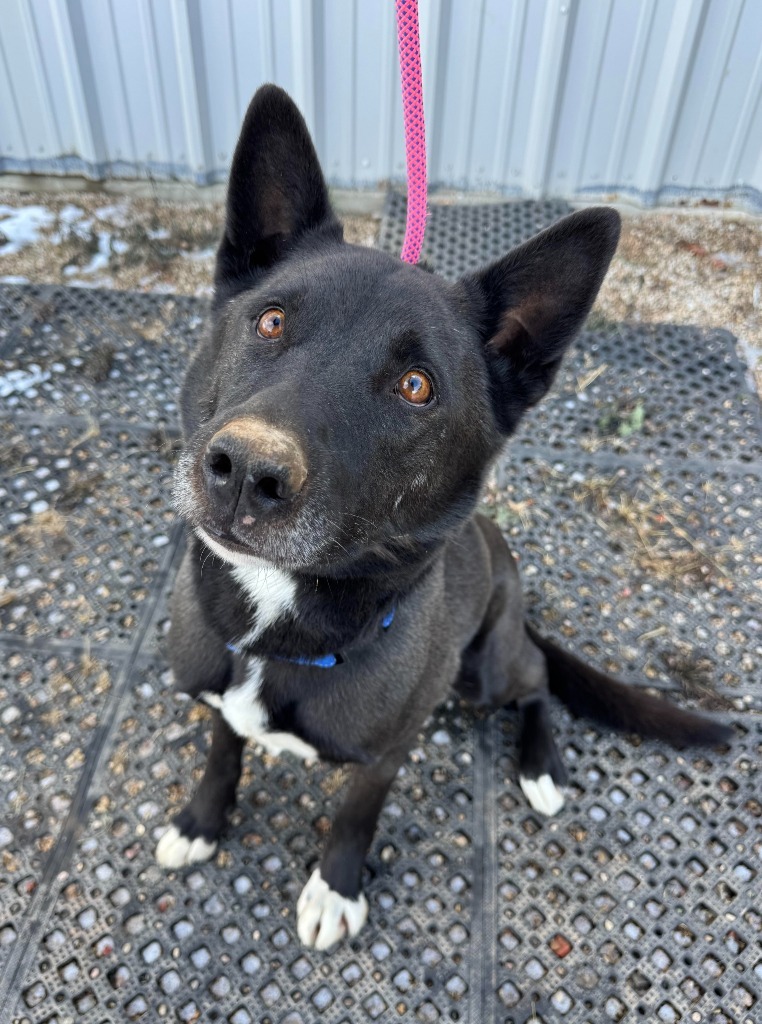 Axel, an adoptable Shepherd, Siberian Husky in Gillette, WY, 82716 | Photo Image 1