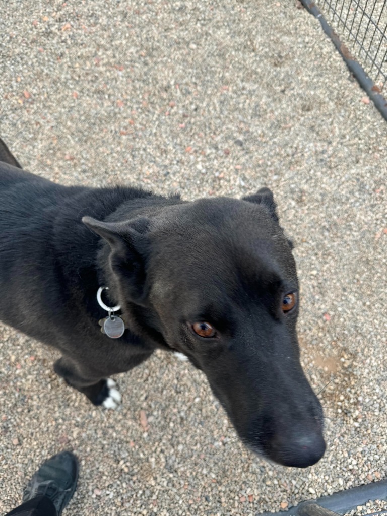 Axel, an adoptable Shepherd, Siberian Husky in Gillette, WY, 82716 | Photo Image 2