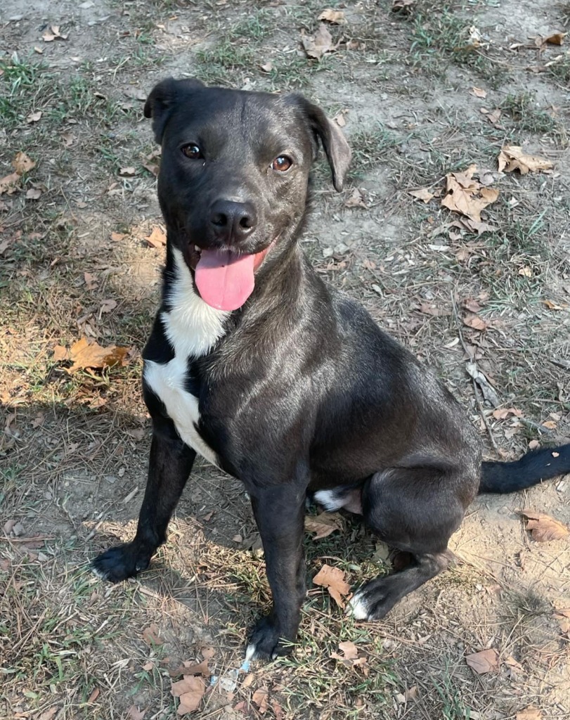 Inky, an adoptable Labrador Retriever, Spitz in Mena, AR, 71953 | Photo Image 1