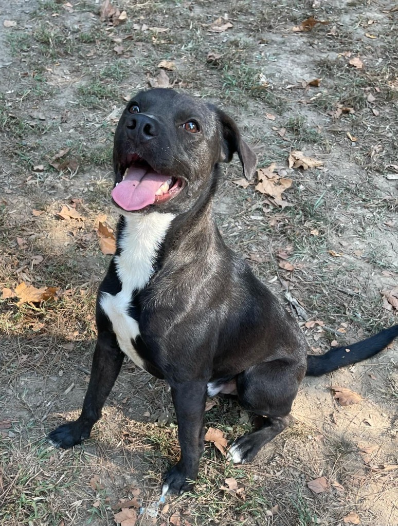 Inky, an adoptable Labrador Retriever, Spitz in Mena, AR, 71953 | Photo Image 2